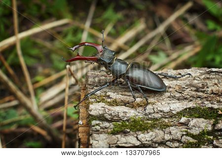 Male stag beetle with huge horns on the oak.