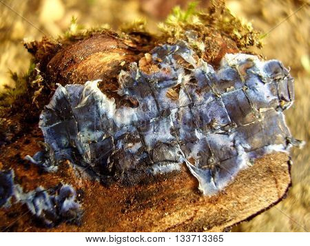Close up of the fungus Terrana Caerulea, also known as Cobalt Crust or Velvet Blue Spread