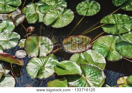 Little frog basking in the sun on the leaf of a water lily pond in the park.