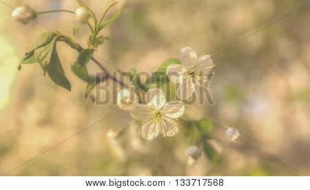 Beautiful cherry blossom, close up,blooming, copy-space, blur