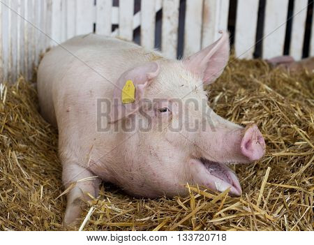 Large White Swine In Pen