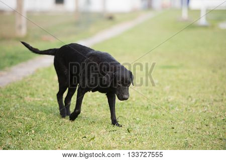 The Old Black Dog Walking In Stadium