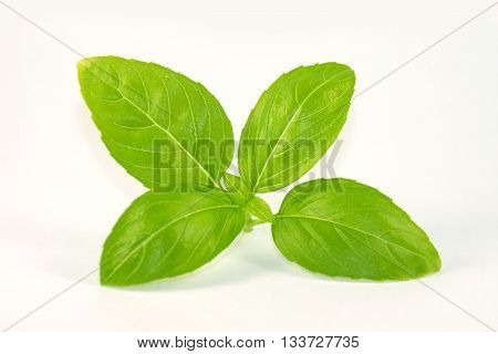 Close up of basil leaves isolated on a white background