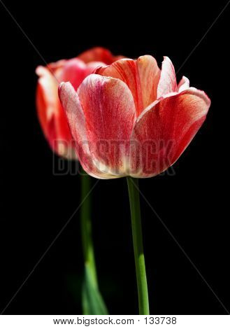 Dos tulipanes sobre fondo negro