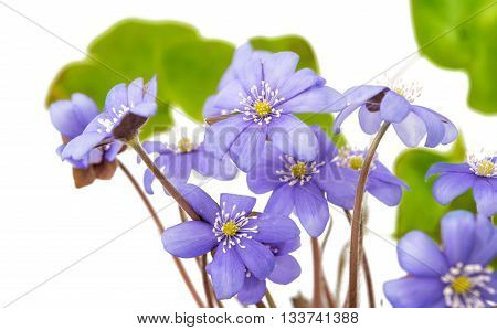 flower Hepatica nobilis on a white background