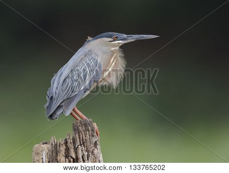 Striated Heron Perched On A Stump - Panama