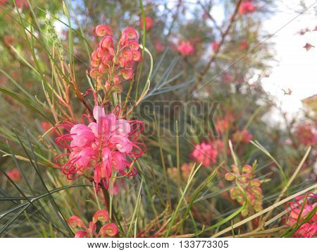 Grevilla Flowering Shrub