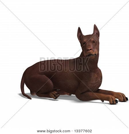 Doberman Hund