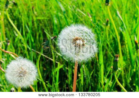Dandelion - a symbol of rebirth, the promise that, despite the loss, life goes on, what all will be well again.