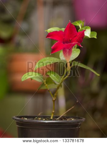 Flowering bright red Mandevilla rose Dipladenia indoors