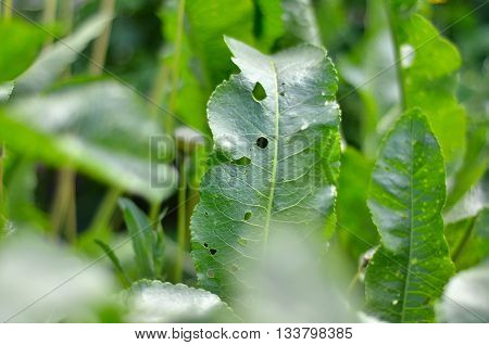 Horseradish (Armoracia rusticana) leaves macro in the summer garden.