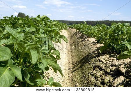 photo on the young shoots of potato