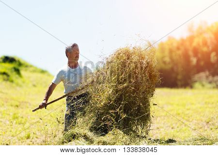 Woman farmer turns the hay with a hay fork in the italians alps