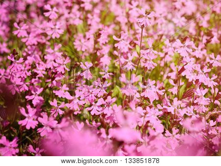 beautiful bright background of phlox subulata flowers