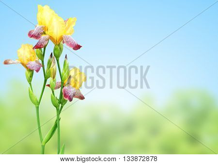 Flowers of iris of yellow and purple colors. On blurred nature background