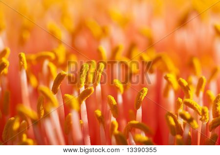 Closeup ของดอกลิลลี่งดงาม Paintbrush, Scadoxus Puniceus