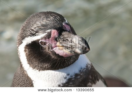 Portrét tučňák magellanský, Spheniscus Magellanicus