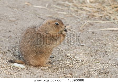 สุนัขทุ่งหญ้า (cynomys) มี Burrowing งานดั้งเดิมกับ The Grasslands ของอเมริกาเหนือ