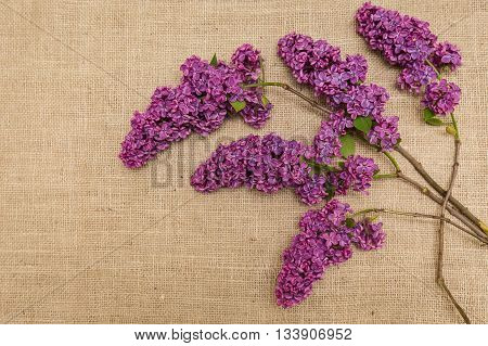 Lilac flowers on a sackcloth. Syringa. Background. Card.