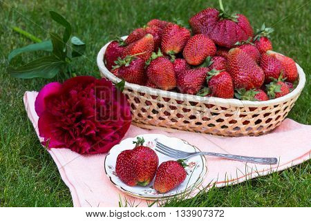 Strawberries in a basket and in a plate with a fork, decorated with red peony. Outside summer decor. Picnic idea.