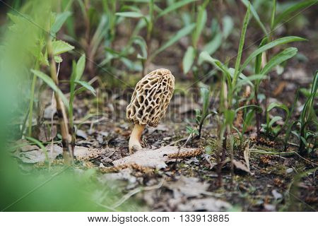 One morel outdoors in summer forest on the ground morchella mushroom in nature
