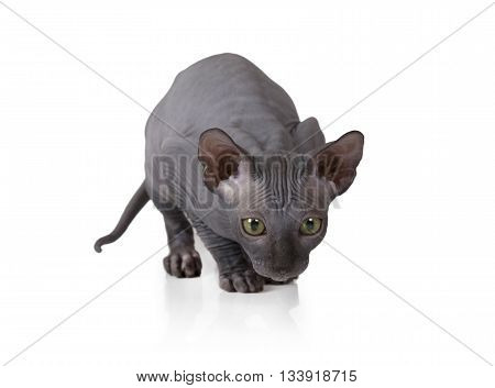 Two months old Don Sphinx kitten in a typical posture of a hunter isolated on white background