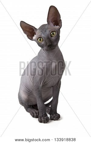 Two months old hairless Don Sphinx kitten isolated on white background