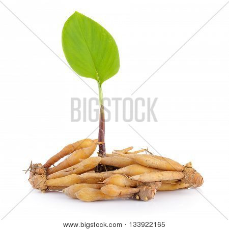 finger root isolated on a white background