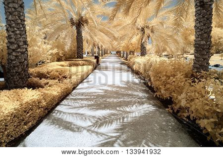 Infrared Image Of Trees And Shrubs In False Color