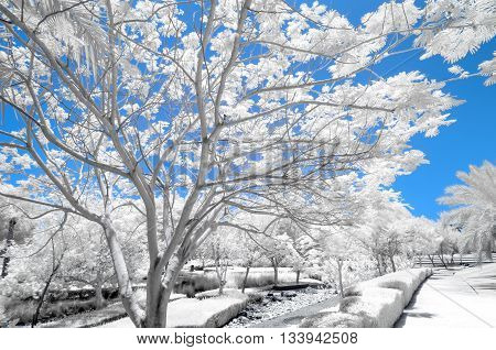 Infrared Image Of Trees And Shrubs In False Color