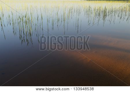 Shoreline of the lake in spring a young cane thickets