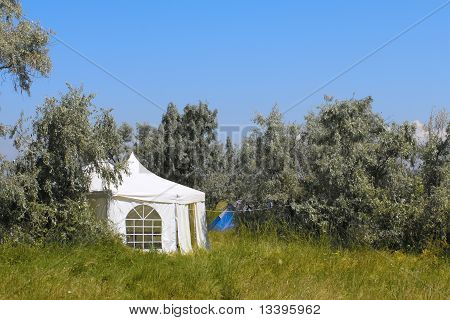 野生のオリーブの木の中のテント