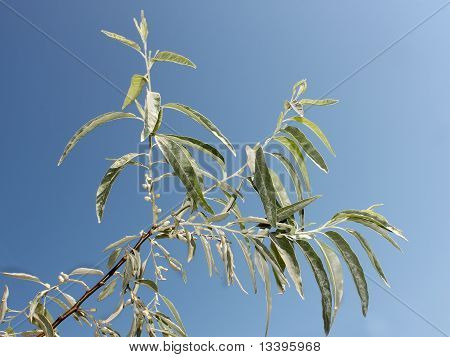 野生のオリーブの木の枝