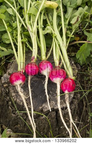 Fresh red radishes with leaves and growing radish plant in the garden