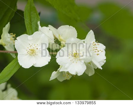 White flowers on mock-orange shrub with bokeh background macro selective focus shallow DOF