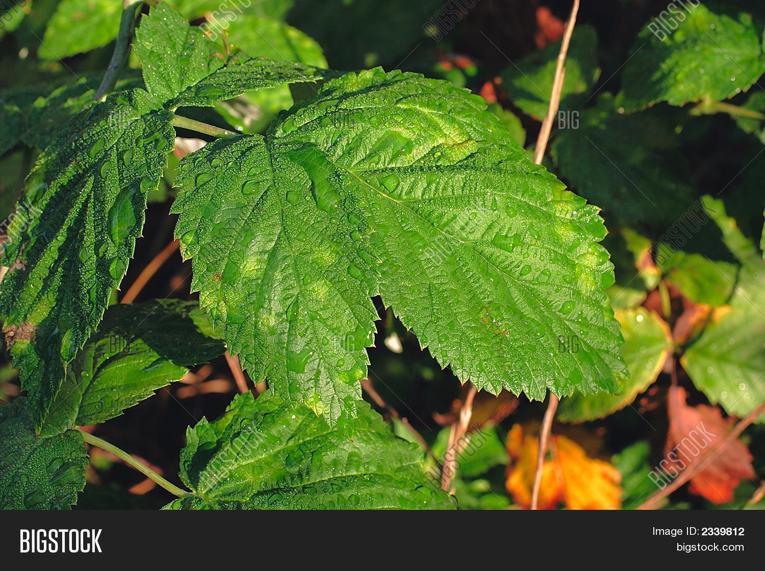 Image Preview