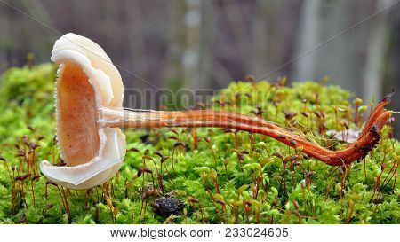 Gymnopus Erythropus Mushroom, Known As The Redleg Toughshank