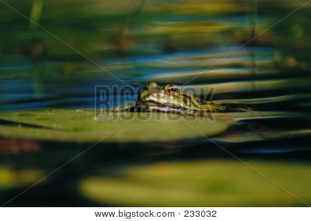 Frog - 7