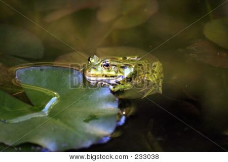 Frosch-