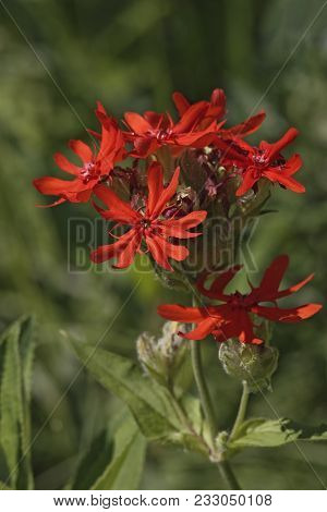 Close up image of Brilliant campion flowers (Lychnis fulgens).