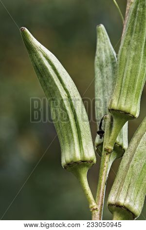 Okra (Abelmoschus esculentus). Also known as Ladies' Fingers, Bhindi, Bamia, Ochro and Gumbo.