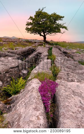 Lone tree and Limestone pavement at Winskill Stones Nature Reserve, near Settle, Yorkshire Dales, North Yorkshire, UK