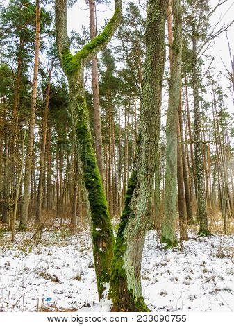 Two Trunks Of Trees Covered With Green Moss