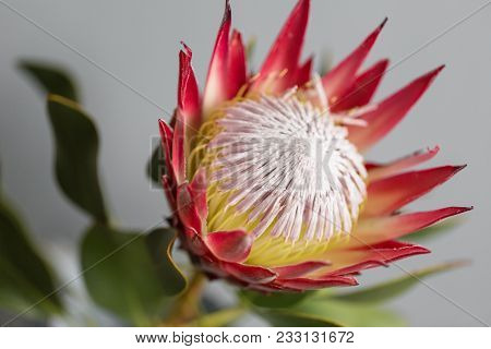 One Large Flower King Protea. Grows In South Africa. Gray Background