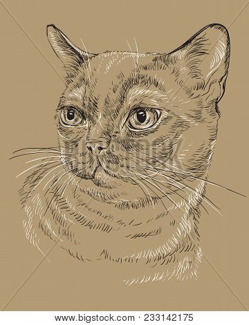 Vector Outline Monochrome Portrait Of Curious Burmese Cat In Black And White Colors. Hand Drawing Il