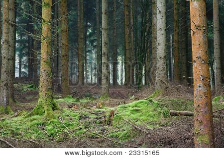 Waldlichtung