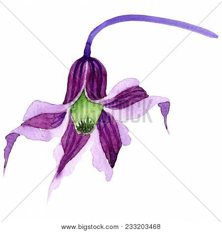 Wildflower Clematis Hanajima Flower In A Watercolor Style Isolated. Full Name Of The Plant: Clematis