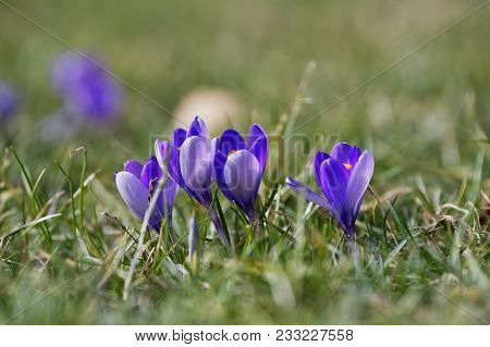 Crocuses Close Up In A Sunny Spring Day (crocus Vernus)