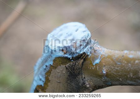 Apple Trees In March Treated With Bordeaux Mixture To Combat Mildew. Bordeaux Mixture Is Allowed In