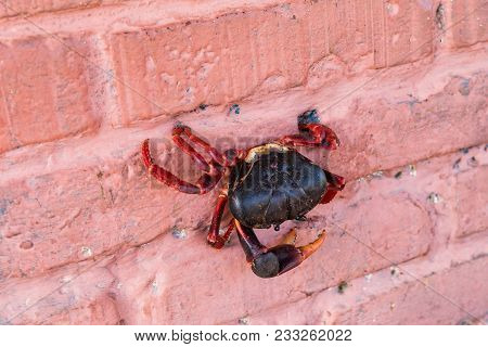 Red Migrating Crab. Gecarcinus Ruricola On A Brick Wall Near Trinidad, Cuba